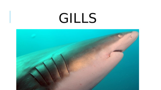 gills