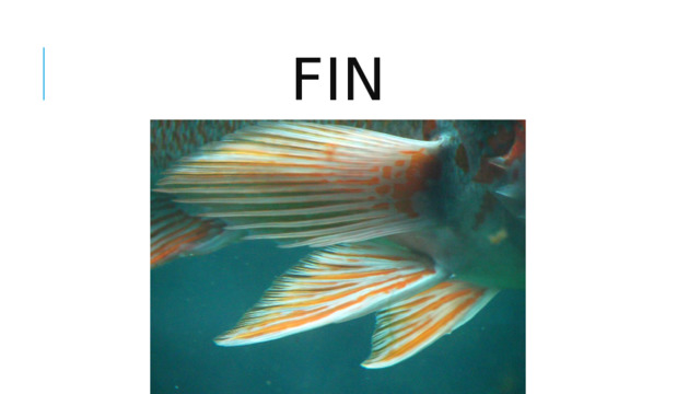 fin