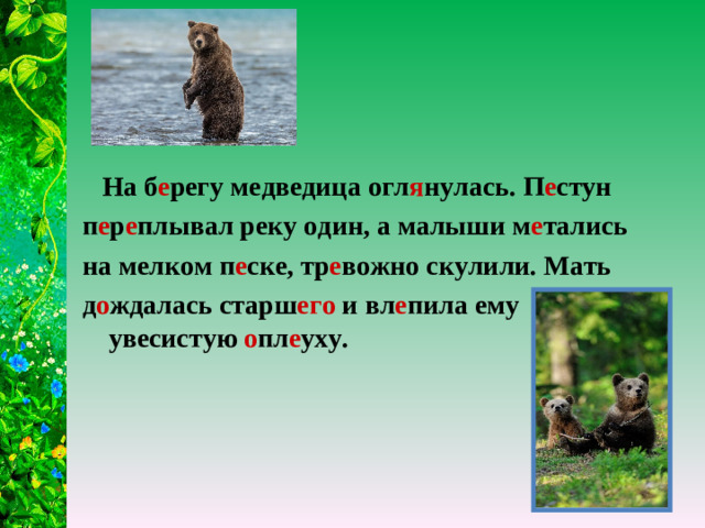 На б е регу медведица огл я нулась. П е стун п е р е плывал реку один, а малыши м е тались на мелком п е ске, тр е вожно скулили. Мать д о ждалась старш его и вл е пила ему увесистую о пл е уху.