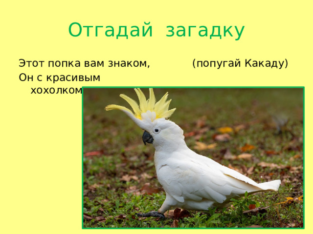 Отгадай загадку Этот попка вам знаком,  (попугай Какаду) Он с красивым хохолком.