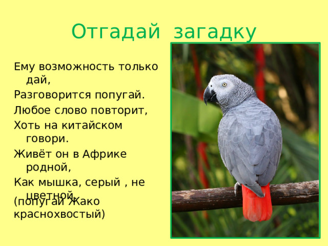 Отгадай загадку Ему возможность только дай, Разговорится попугай. Любое слово повторит, Хоть на китайском говори. Живёт он в Африке родной, Как мышка, серый , не цветной. (попугай Жако краснохвостый)