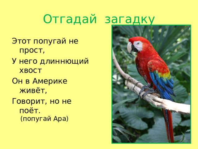 Отгадай загадку Этот попугай не прост, У него длиннющий хвост Он в Америке живёт, Говорит, но не поёт. (попугай Ара)