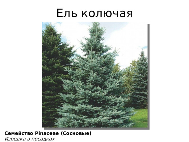 Ель колючая Семейство Pinaceae (Сосновые) Изредка в посадках