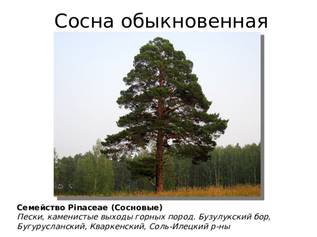 Сосна обыкновенная Семейство Pinaceae (Сосновые) Пески, каменистые выходы горных пород. Бузулукский бор, Бугурусланский, Кваркенский, Соль-Илецкий р-ны