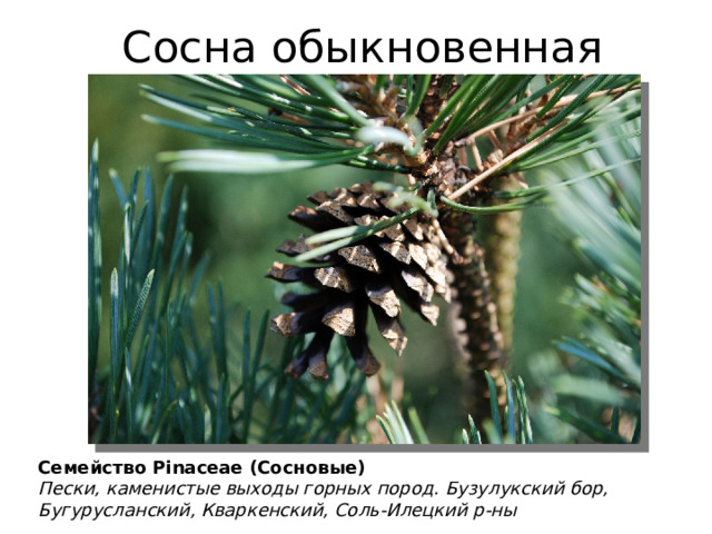 Сосна обыкновенная Семейство Pinaceae (Сосновые) Пески, каменистые выходы горных пород. Бузулукский бор, Бугурусланский, Кваркенский, Соль-Илецкий р-ны