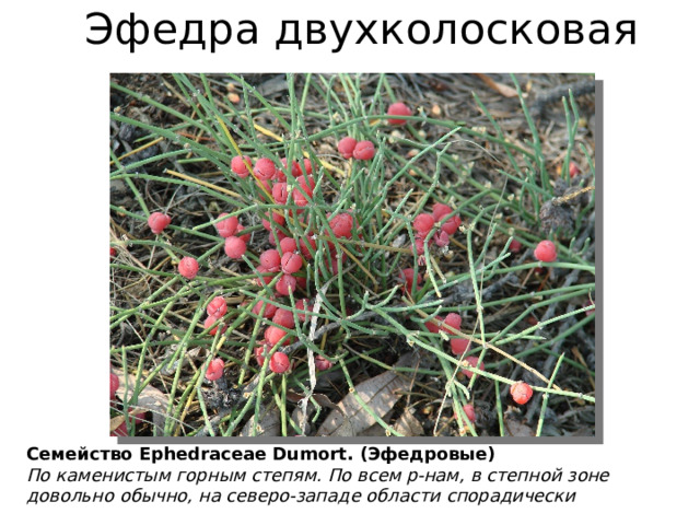 Эфедра двухколосковая Семейство Ephedraceae Dumort. (Эфедровые) По каменистым горным степям. По всем р-нам, в степной зоне довольно обычно, на северо-западе области спорадически