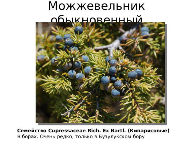 Можжевельник обыкновенный Семейство Cupressaceae Rich. Ex Bartl. (Кипарисовые) В борах. Очень редко, только в Бузулукском бору