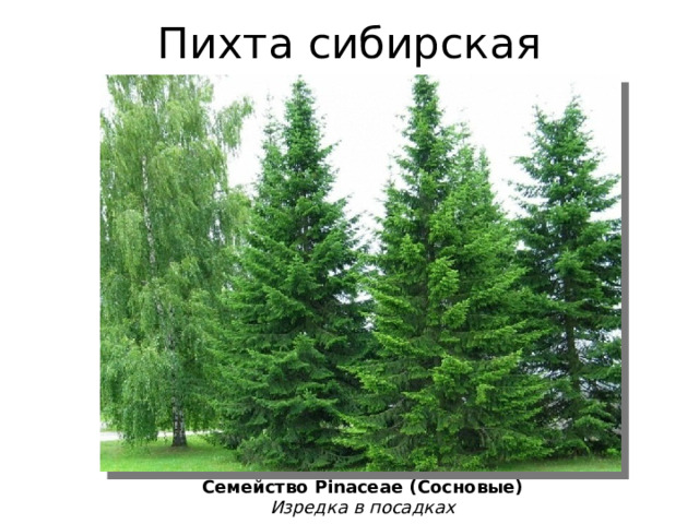 Пихта сибирская Семейство Pinaceae (Сосновые) Изредка в посадках