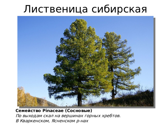 Лиственица сибирская Семейство Pinaceae (Сосновые) По выходам скал на вершинах горных хребтов. В Кваркенском, Ясненском р-нах