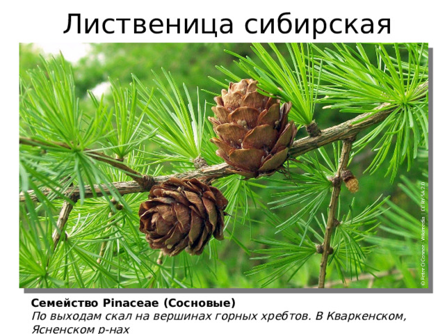 Лиственица сибирская Семейство Pinaceae (Сосновые) По выходам скал на вершинах горных хребтов. В Кваркенском, Ясненском р-нах