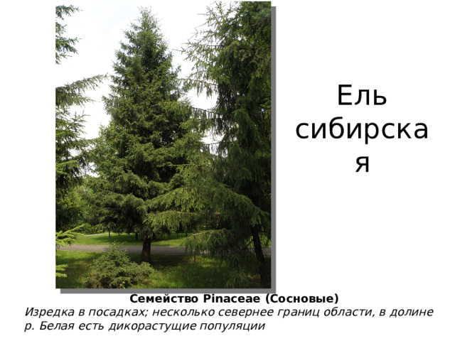 Ель сибирская Семейство Pinaceae (Сосновые) Изредка в посадках; несколько севернее границ области, в долине р. Белая есть дикорастущие популяции