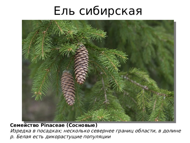 Ель сибирская Семейство Pinaceae (Сосновые) Изредка в посадках; несколько севернее границ области, в долине р. Белая есть дикорастущие популяции