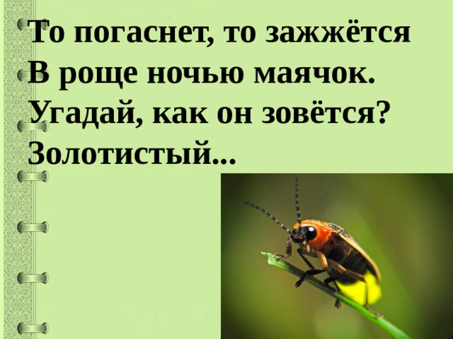 То погаснет, то зажжётся  В роще ночью маячок.  Угадай, как он зовётся?  Золотистый...