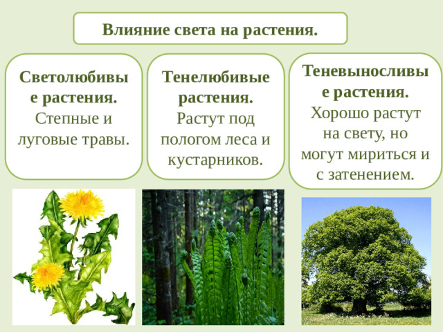 Влияние света на растения. Теневыносливые растения. Хорошо растут на свету, но могут мириться и с затенением. Светолюбивые растения. Тенелюбивые растения. Степные и луговые травы. Растут под пологом леса и кустарников.