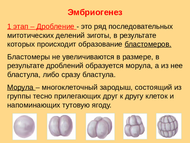 Эмбриогенез 1 этап – Дробление - это ряд последовательных митотических делений зиготы, в результате которых происходит образование бластомеров. Бластомеры не увеличиваются в размере, в результате дроблений образуется морула, а из нее бластула, либо сразу бластула. Морула – многоклеточный зародыш, состоящий из группы тесно прилегающих друг к другу клеток и напоминающих тутовую ягоду.