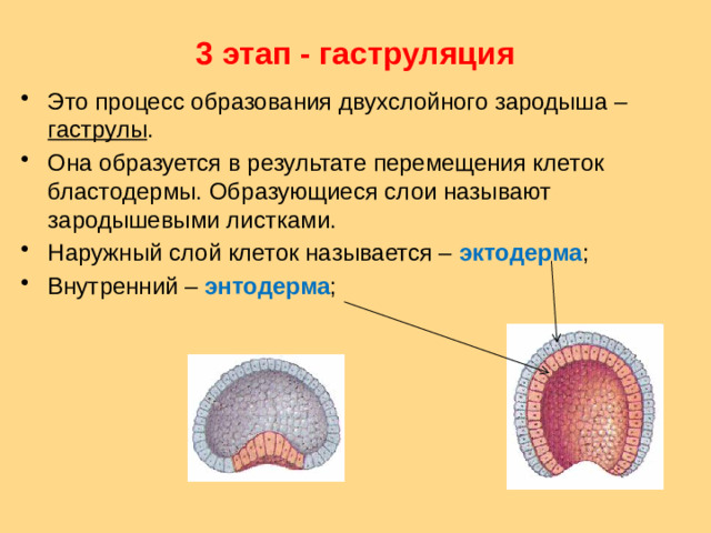 3 этап - гаструляция