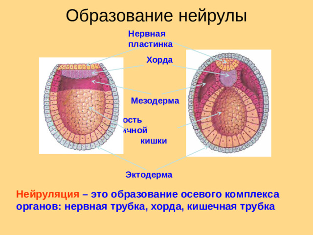 Образование нейрулы       Нервная пластинка  Хорда Мезодерма Полость первичной кишки Эктодерма Нейруляция – это образование осевого комплекса органов: нервная трубка, хорда, кишечная трубка