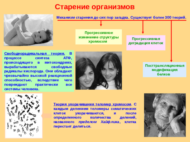 Старение организмов Механизм старения до сих пор загадка. Существует более 300 теорий. Прогрессивное изменение структуры хромосом  Прогрессивная деградация клеток  Свободнорадикальная теория. В процессе синтеза АТФ, происходящего в митохондриях, вырабатываются свободные радикалы кислорода. Они обладают чрезвычайно высокой реакционной способностью, вследствие чего повреждают практически все системы человека. Посттрансляционная модификация белков  Теория укорачивания теломер хромосом . С каждым делением теломеры соматических клеток укорачиваются, и после определенного количества делений, названного пределом Хайфлика , клетка перестает делиться.