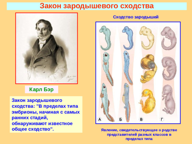 Закон зародышевого сходства Сходство зародышей Карл Бэр Биогенетический закон, открытый в результате установления сходства стадий зародышевого развития родственныхгрупп организмов, является безусловным и ценным доказательством эволюции. Биогенетический закон выражает глубокую связь между индивидуальным развитием организмов и их историческим развитием. Ф. Мюллер и Э.Геккель в 19 веке сформулировали биогенетический закон, раскрывающего в онтогенезе сжатый путь исторического развития того вида к которому принадлежит данная особь Закон зародышевого сходства: ”В пределах типа эмбрионы, начиная с самых ранних стадий, обнаруживают известное общее сходство”. Явление, свидетельствующее о родстве представителей разных классов в пределах типа