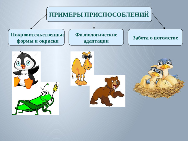 ПРИМЕРЫ ПРИСПОСОБЛЕНИЙ Покровительственные Физиологические Забота о потомстве формы и окраски адаптации