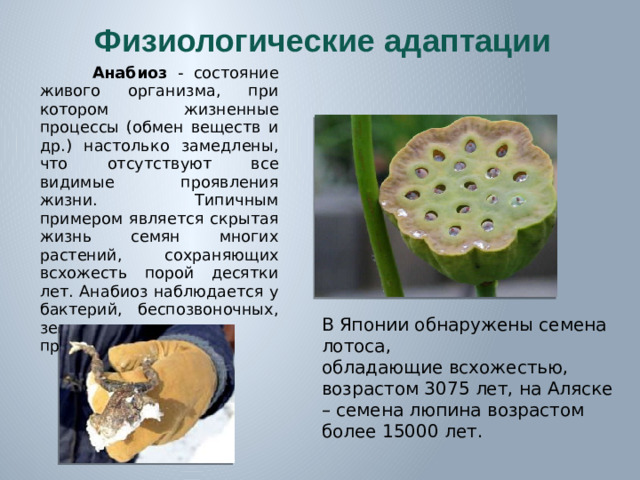Физиологические адаптации  Анабиоз - состояние живого организма, при котором жизненные процессы (обмен веществ и др.) настолько замедлены, что отсутствуют все видимые проявления жизни. Типичным примером является скрытая жизнь семян многих растений, сохраняющих всхожесть порой десятки лет. Анабиоз наблюдается у бактерий, беспозвоночных, земноводных, пресмыкающихся. В Японии обнаружены семена лотоса, обладающие всхожестью, возрастом 3075 лет, на Аляске – семена люпина возрастом более 15000 лет.
