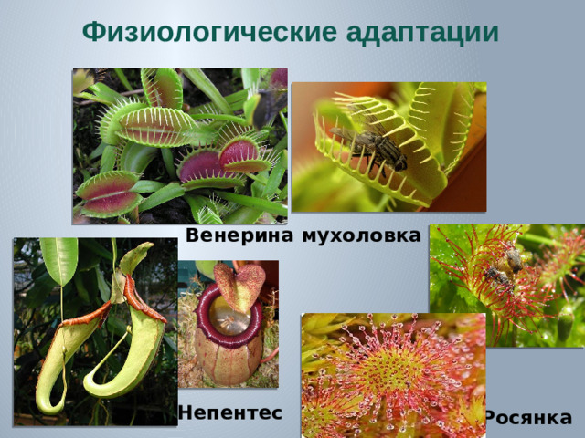Физиологические адаптации Венерина мухоловка Непентес Росянка