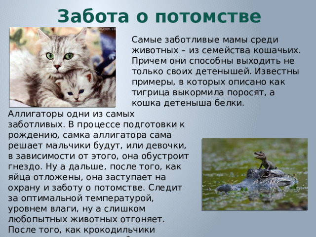 Забота о потомстве Самые заботливые мамы среди животных – из семейства кошачьих. Причем они способны выходить не только своих детенышей. Известны примеры, в которых описано как тигрица выкормила поросят, а кошка детеныша белки. Аллигаторы одни из самых заботливых. В процессе подготовки к рождению, самка аллигатора сама решает мальчики будут, или девочки, в зависимости от этого, она обустроит гнездо. Ну а дальше, после того, как яйца отложены, она заступает на охрану и заботу о потомстве. Следит за оптимальной температурой, уровнем влаги, ну а слишком любопытных животных отгоняет. После того, как крокодильчики появляются на свет, она берет их в свою пасть и несет к воде. Самка аллигатора заботится о своих малышах на протяжении года.