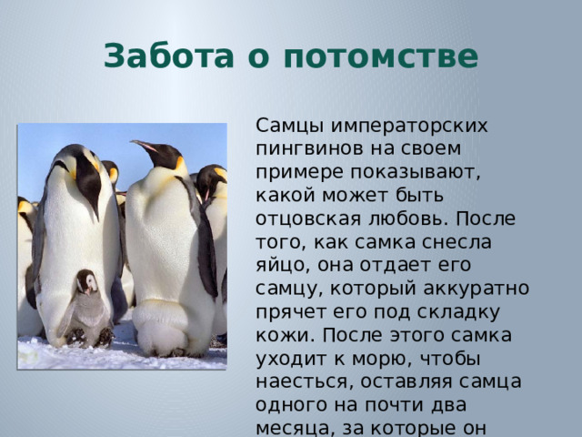 Забота о потомстве Самцы императорских пингвинов на своем примере показывают, какой может быть отцовская любовь. После того, как самка снесла яйцо, она отдает его самцу, который аккуратно прячет его под складку кожи. После этого самка уходит к морю, чтобы наесться, оставляя самца одного на почти два месяца, за которые он ничего не есть и практически не двигается