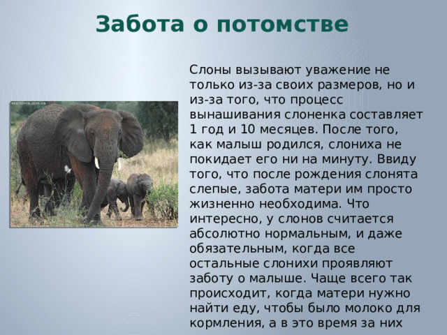 Забота о потомстве Слоны вызывают уважение не только из-за своих размеров, но и из-за того, что процесс вынашивания слоненка составляет 1 год и 10 месяцев. После того, как малыш родился, слониха не покидает его ни на минуту. Ввиду того, что после рождения слонята слепые, забота матери им просто жизненно необходима. Что интересно, у слонов считается абсолютно нормальным, и даже обязательным, когда все остальные слонихи проявляют заботу о малыше. Чаще всего так происходит, когда матери нужно найти еду, чтобы было молоко для кормления, а в это время за них следят все остальные.