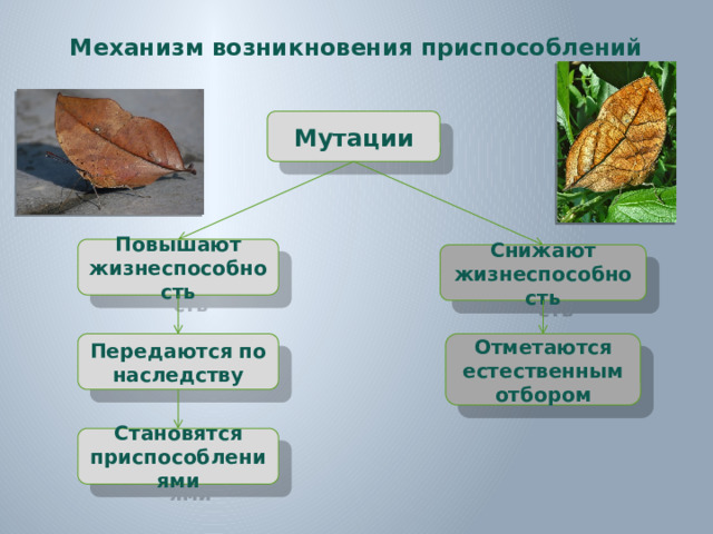 Механизм возникновения приспособлений Мутации Повышают жизнеспособность Снижают жизнеспособность Передаются по наследству Отметаются естественным отбором Становятся приспособлениями