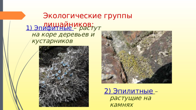 Экологические группы лишайников: 1) Эпифитные – растут на коре деревьев и кустарников 2) Эпилитные  – растущие на камнях