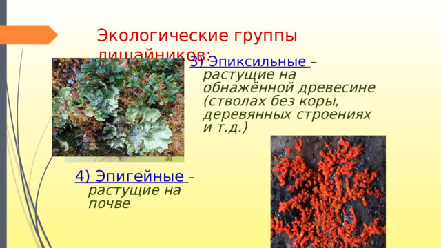 Экологические группы лишайников: 3) Эпиксильные  – растущие на обнажённой древесине (стволах без коры, деревянных строениях и т.д.)  4) Эпигейные  – растущие на почве