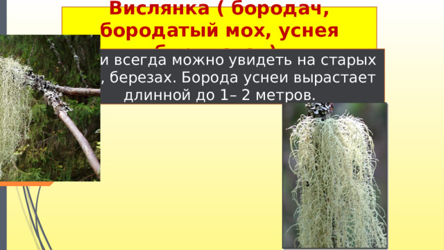 Вислянка ( бородач, бородатый мох, уснея бородатая). почти всегда можно увидеть на старых елях, березах. Борода уснеи вырастает длинной до 1– 2 метров.