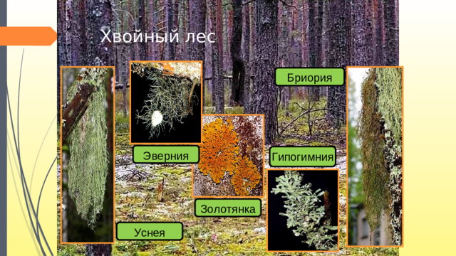 Хвойный лес Бриория Эверния Гипогимния Золотянка Уснея 26