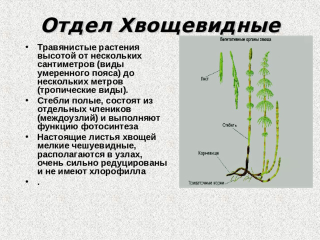 Отдел Хвощевидные