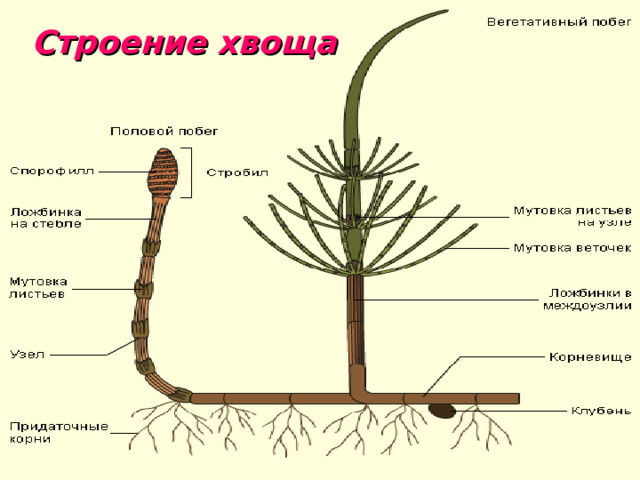 Строение хвоща