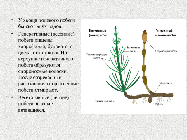 У хвоща полевого побеги бывают двух видов.  Генеративные (весенние) побеги лишены хлорофилла, буроватого цвета, не ветвятся. На верхушке генеративного побега образуются спороносные колоски. После созревания и рассеивания спор весенние побеги отмирают. Вегетативные (летние) побеги зелёные, ветвящиеся.