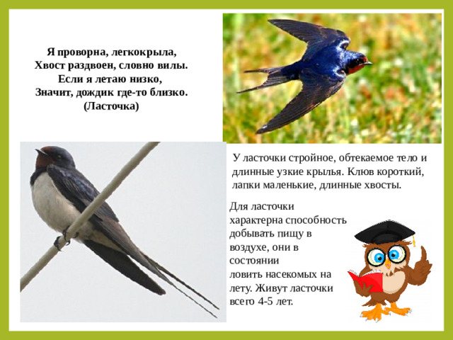 Я проворна, легкокрыла, Хвост раздвоен, словно вилы. Если я летаю низко, Значит, дождик где-то близко. (Ласточка) У ласточки стройное, обтекаемое тело и длинные узкие крылья. Клюв короткий, лапки маленькие, длинные хвосты. Для ласточки характерна способность добывать пищу в воздухе, они в состоянии ловить насекомых на лету. Живут ласточки всего 4-5 лет.