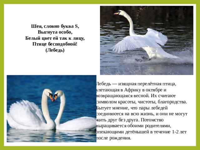 Шея, словно буква S,  Выгнута особо,  Белый цвет ей так к лицу,  Птице бесподобной!  (Лебедь) Лебедь — изящная перелётная птица, улетающая в Африку в октябре и возвращающаяся весной. Их считают символом красоты, чистоты, благородства. Бытует мнение, что пары лебедей соединяются на всю жизнь, и они не могут жить друг без друга. Потомство выращивается обоими родителями, опекающими детёнышей в течение 1-2 лет после рождения.