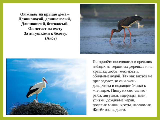 Он живет на крыше дома –   Длинноногий, длинноносый,   Длинношеий, безголосый.   Он летает на охоту  За лягушками к болоту.  (Аист) По прилёте поселяются в прежних гнёздах на вершинах деревьев и на крышах; любят местности, обильные водой. Так как аистов не преследуют, то они очень доверчивы и подходят близко к жилищам. Пищу их составляют рыба, лягушки, ящерицы, змеи, улитки, дождевые черви, полевые мыши, кроты, насекомые. Живёт очень долго.