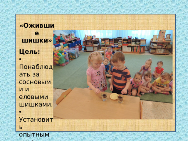 «Ожившие шишки» Цель: