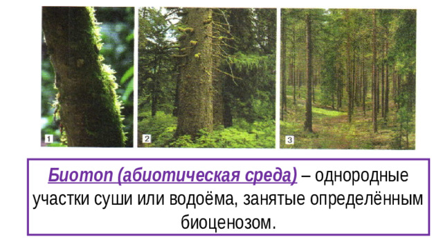 Биотоп (абиотическая среда) – однородные участки суши или водоёма, занятые определённым биоценозом .