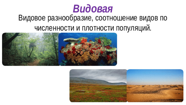 Видовая Видовое разнообразие, соотношение видов по численности и плотности популяций.
