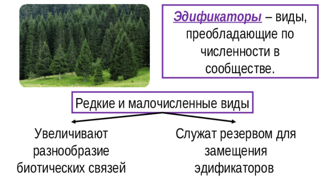Эдификаторы – виды, преобладающие по численности в сообществе. Редкие и малочисленные виды Увеличивают разнообразие биотических связей Служат резервом для замещения эдификаторов