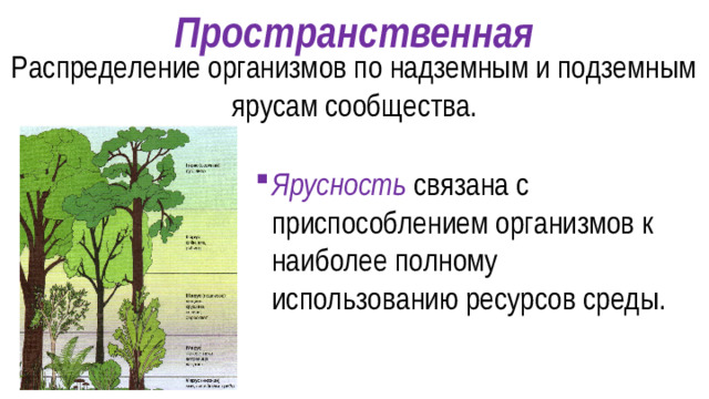 Пространственная Распределение организмов по надземным и подземным ярусам сообщества.