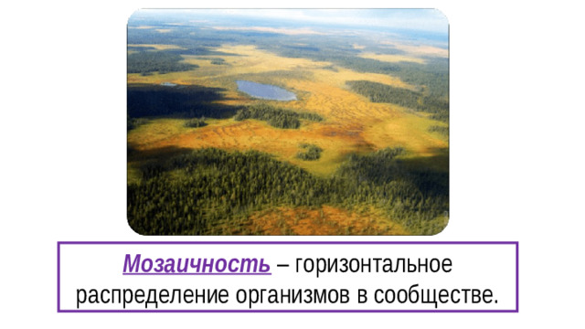 Мозаичность – горизонтальное распределение организмов в сообществе.