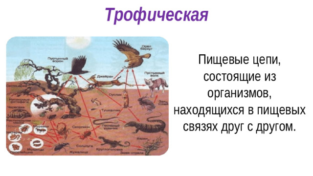 Трофическая Пищевые цепи, состоящие из организмов, находящихся в пищевых связях друг с другом.