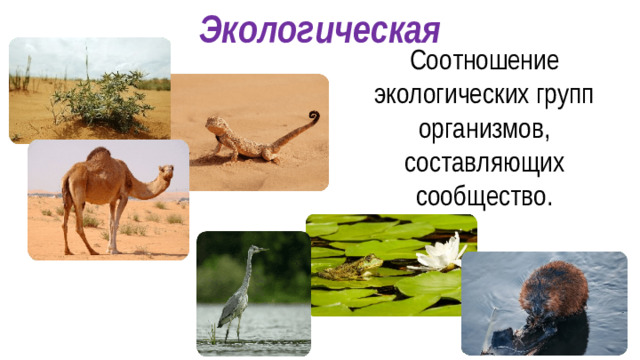 Экологическая Соотношение экологических групп организмов, составляющих сообщество.