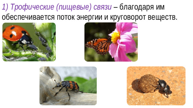 1) Трофические (пищевые) связи – благодаря им обеспечивается поток энергии и круговорот веществ.