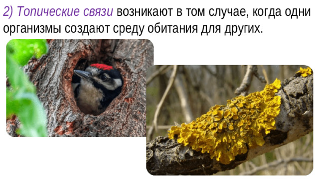 2) Топические связи возникают в том случае, когда одни организмы создают среду обитания для других.